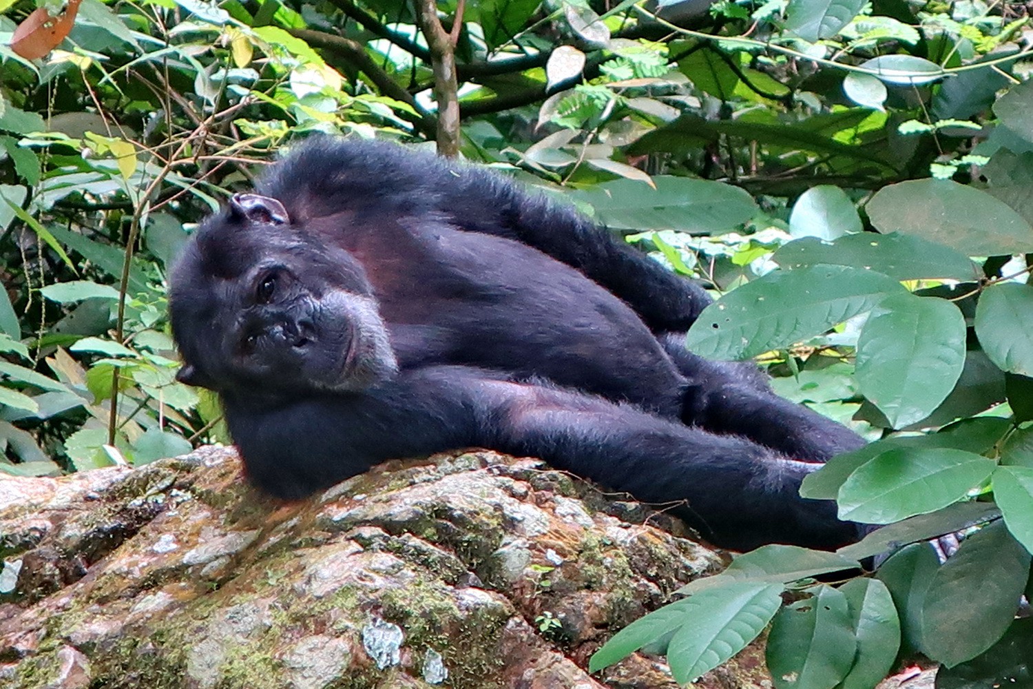 Huge male Chimp resting